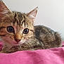 kitten, cat, tabby, pet, cute, animal, fur, whiskers, ears, eyes, lying, bed, blanket, indoor, young, small, mammal, sleepy, closeup, adorable