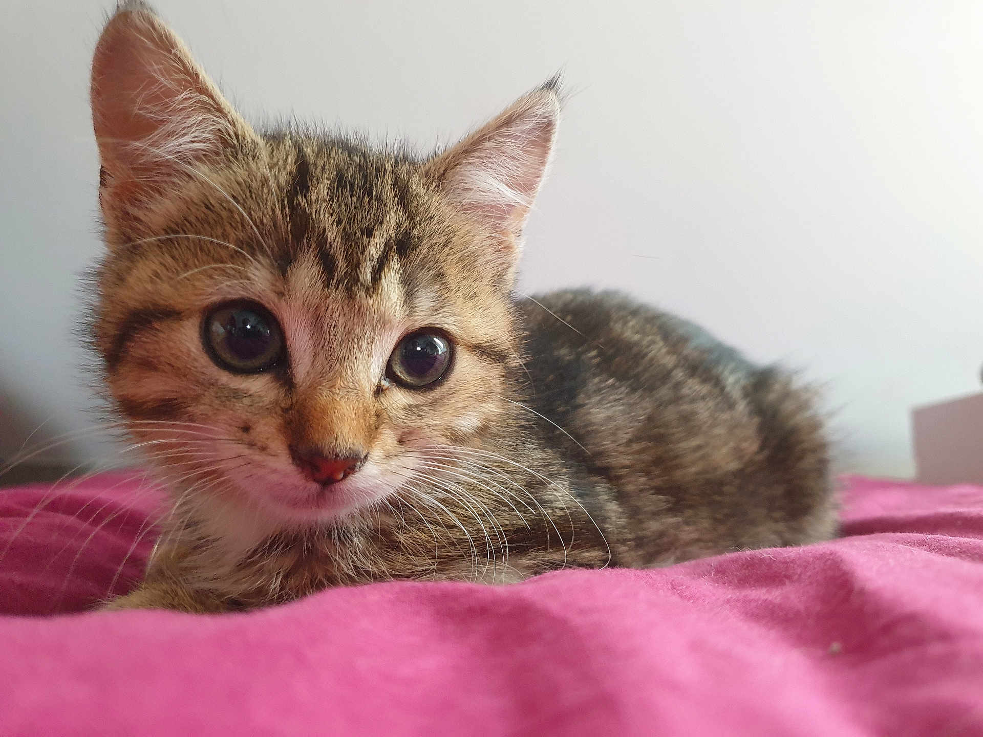 Roxy