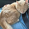 cat, ginger_cat, sleeping, curled_up, lap, denim_jeans, seatbelt, car_interior, pet, feline, resting, fur, whiskers, cozy, domestic_animal, close_up, animal, cute, companion, relaxation