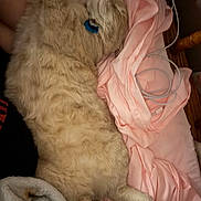 Jack is registered to the contest to win money with this photo: cat, fluffy, cream_color, sleeping, relaxed, blanket, pink, bed, fur, pet, domestic_animal, cord, earphones, wood, furniture, indoor, cozy, resting, paw, side_view