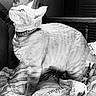 Jack is registered to the contest to win money with this photo: cat, feline, pet, collar, tag, bed, blanket, striped, fur, whiskers, indoor, curious, looking_up, black_and_white, soft_light, texture, cozy, home, animal, mammal