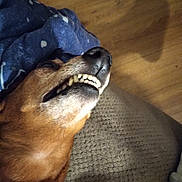 Precious is registered to the contest to win money with this photo: dog, teeth, mouth, close_up, brown_fur, blanket, blue_blanket, floor, wood_floor, couch, texture, pet, animal, lying_down, sleeping, cozy, indoor, funny_expression, napping, canine