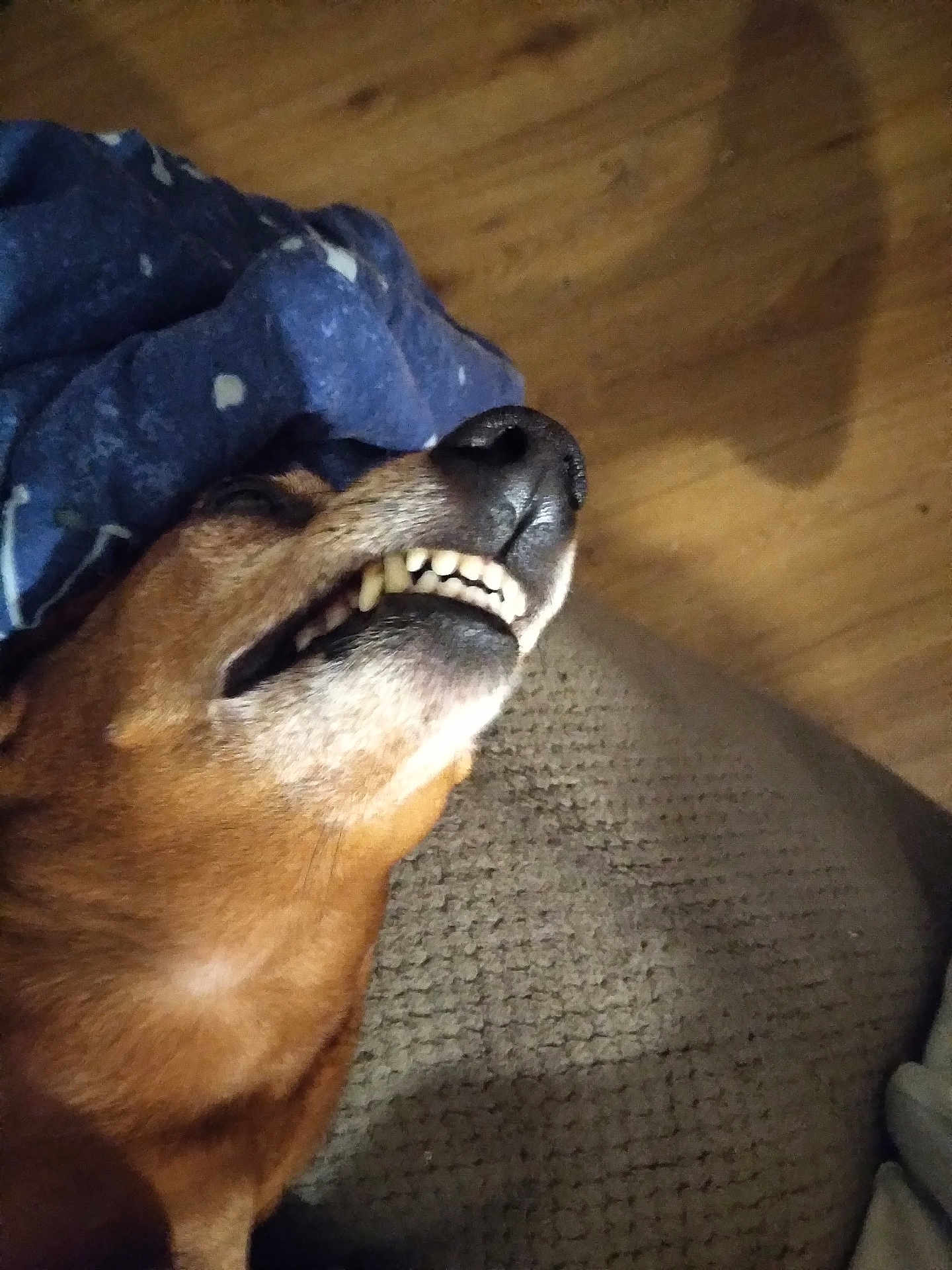Precious is registered to the contest to win money with this photo: dog, teeth, mouth, close_up, brown_fur, blanket, blue_blanket, floor, wood_floor, couch, texture, pet, animal, lying_down, sleeping, cozy, indoor, funny_expression, napping, canine