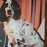 Thumper is registered to the contest to win money with this photo: animal, black_and_white, canine, companion, cozy, curtains, cute, dog, domestic_animal, fur, furniture, indoor, mammal, nostalgic, pet, portrait, relaxed, sitting, spot, vintage