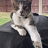cat, tabby_cat, outdoor, fence, grass, white_paws, stretching, pet, animal, relaxed, looking_at_camera, collar, green_eyes, fur, daylight, backyard, wooden_fence, nature, resting, close_up
