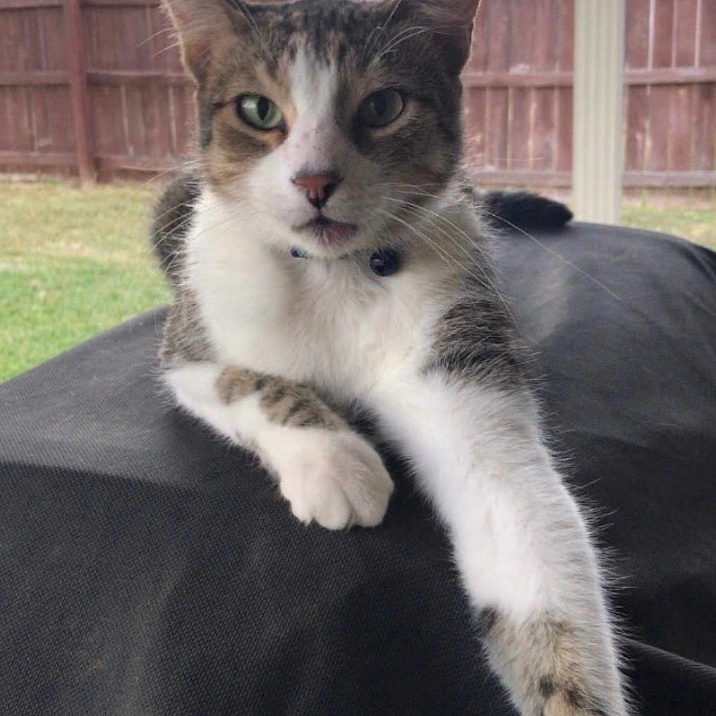 Cleo