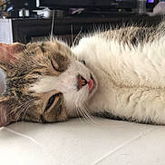 Cleo joined the competition — help win amazing prizes! cat, sleeping, tongue_out, indoor, television, person_on_tv, furniture, closeup, relaxing, domestic_animal, whiskers, fur, tabby, resting, bedroom, household, cute, pet, mammal, lying_down