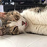 cat, sleeping, tongue_out, indoor, television, person_on_tv, furniture, closeup, relaxing, domestic_animal, whiskers, fur, tabby, resting, bedroom, household, cute, pet, mammal, lying_down