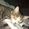 Cleo joined the competition — help win amazing prizes! cat, tabby, sleeping, blanket, quilt, indoor, pet, feline, cozy, resting, animal, fur, whiskers, ears, peaceful, lamp, bedroom, soft, domestic, comfort