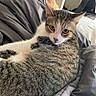 Cleo joined the competition — help win amazing prizes! cat, tabby, pet, indoor, bed, blanket, gray, fur, animal, relaxed, looking, curious, whiskers, ears, lying_down, cozy, home, domestic, feline, resting