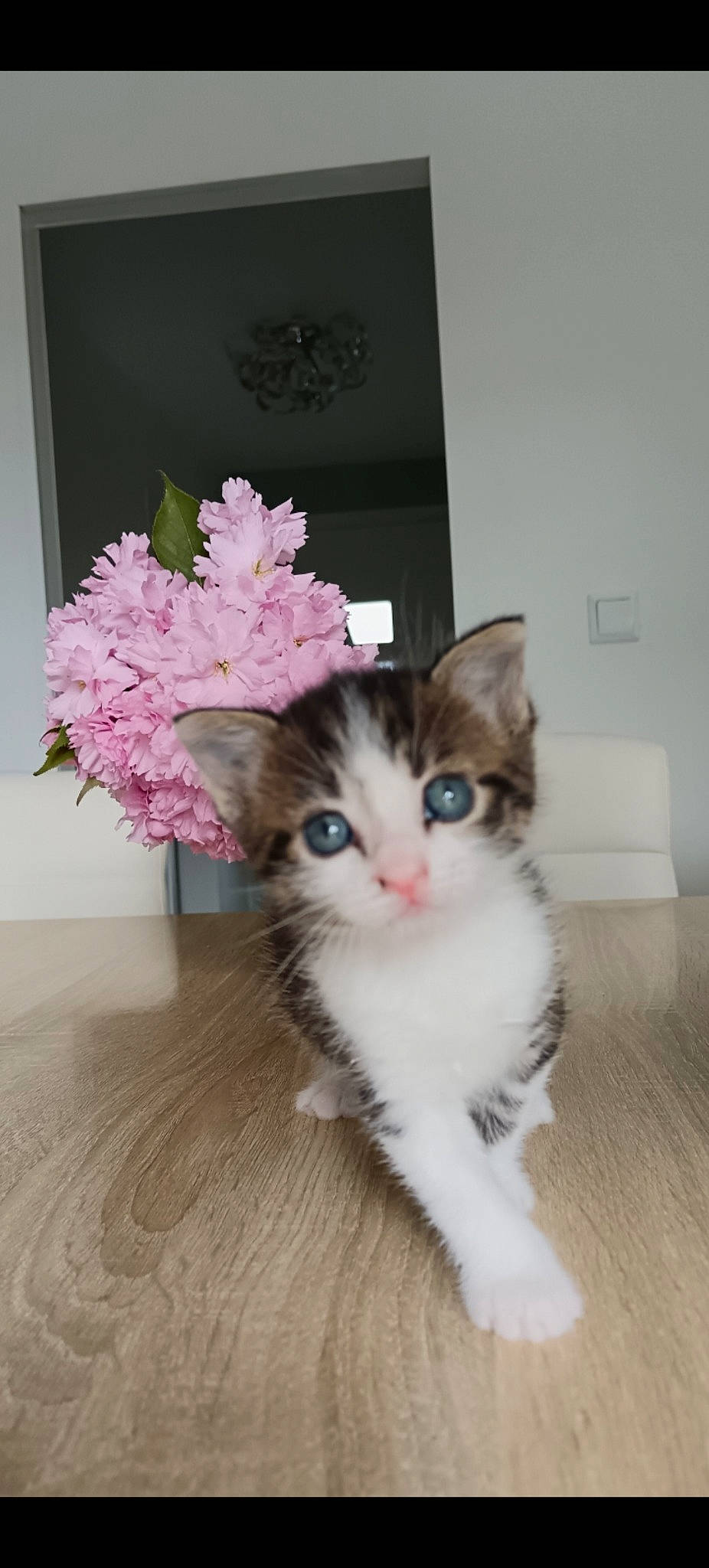Léo participe au concours pour gagner de l'argent avec cette photo : blossom, carnivore, cat, domestic_short_haired_cat, eye, fawn, felidae, flooring, flower, fur, hardwood, paw, petal, plant, small_to_medium_sized_cats, tail, whiskers, window, wood, wood_flooring