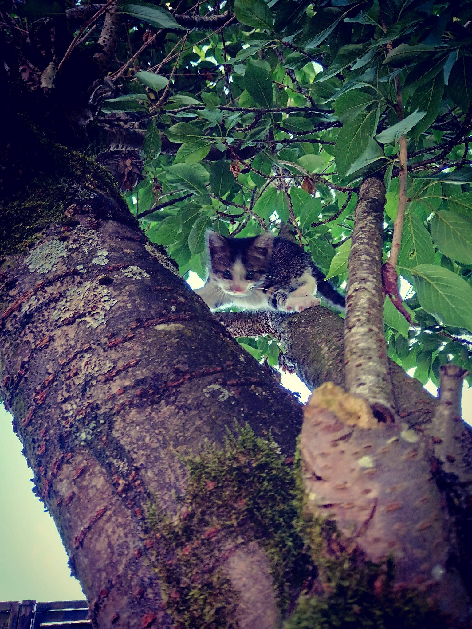 Léo a rejoint le concours — aidez-le/la à gagner de superbes lots ! branch, carnivore, deciduous, felidae, forest, grass, jungle, leaf, organism, plant, small_to_medium_sized_cats, sunlight, temperate_broadleaf_and_mixed_forest, terrestrial_plant, tints_and_shades, tree, trunk, twig, whiskers, wood