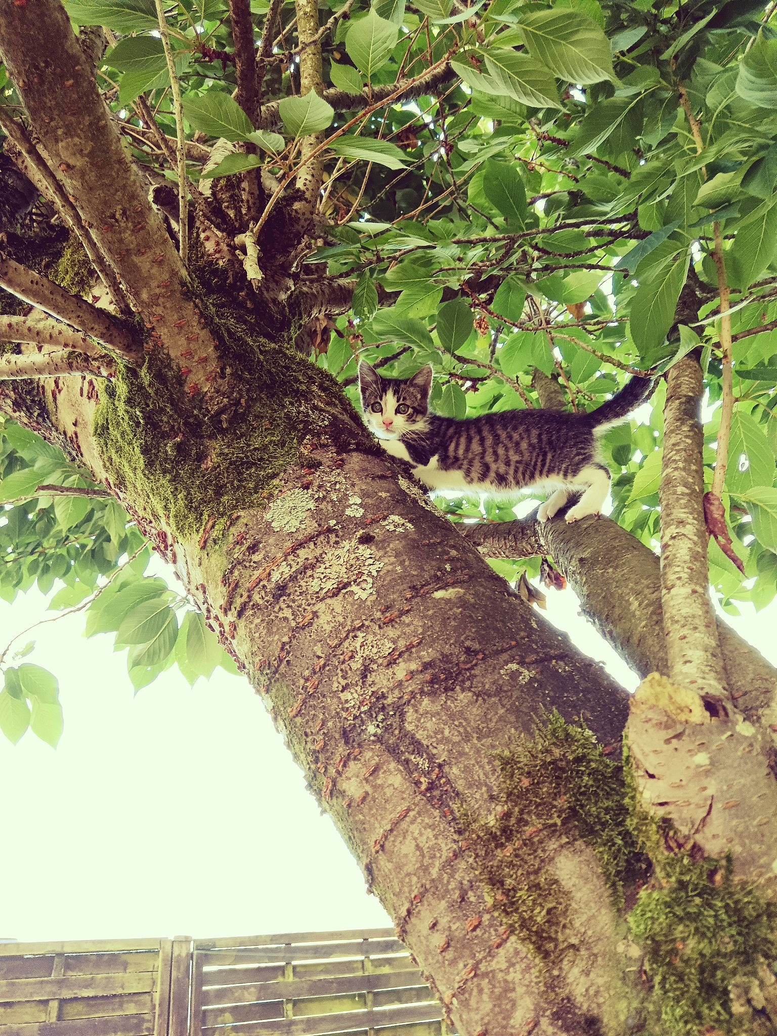 Léo participe au concours pour gagner de l'argent avec cette photo : birch_family, botany, flowering_plant, grass, plant, plant_stem, terrestrial_plant, tints_and_shades, tree, trunk, twig, wood, woody_plant