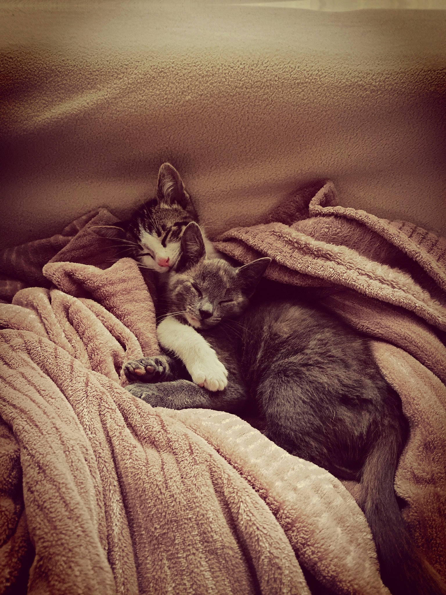 Léo participe au concours pour gagner de l'argent avec cette photo : bedding, carnivore, cat, cloud, comfort, domestic_short_haired_cat, felidae, fur, grey, landscape, linens, mammal, paw, room, small_to_medium_sized_cats, tail, textile, tints_and_shades, whiskers, wood