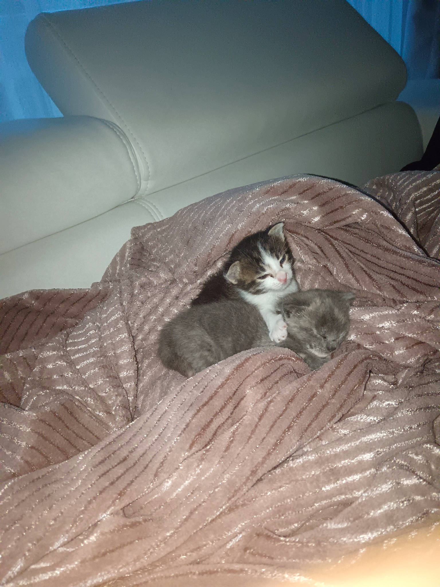 Nala participe au concours pour gagner de l'argent avec cette photo : brown, carnivore, cat, cat_bed, comfort, domestic_short_haired_cat, felidae, fur, grey, hardwood, personal_luxury_car, room, sitting, small_to_medium_sized_cats, tail, tints_and_shades, vehicle_door, whiskers, window, wood