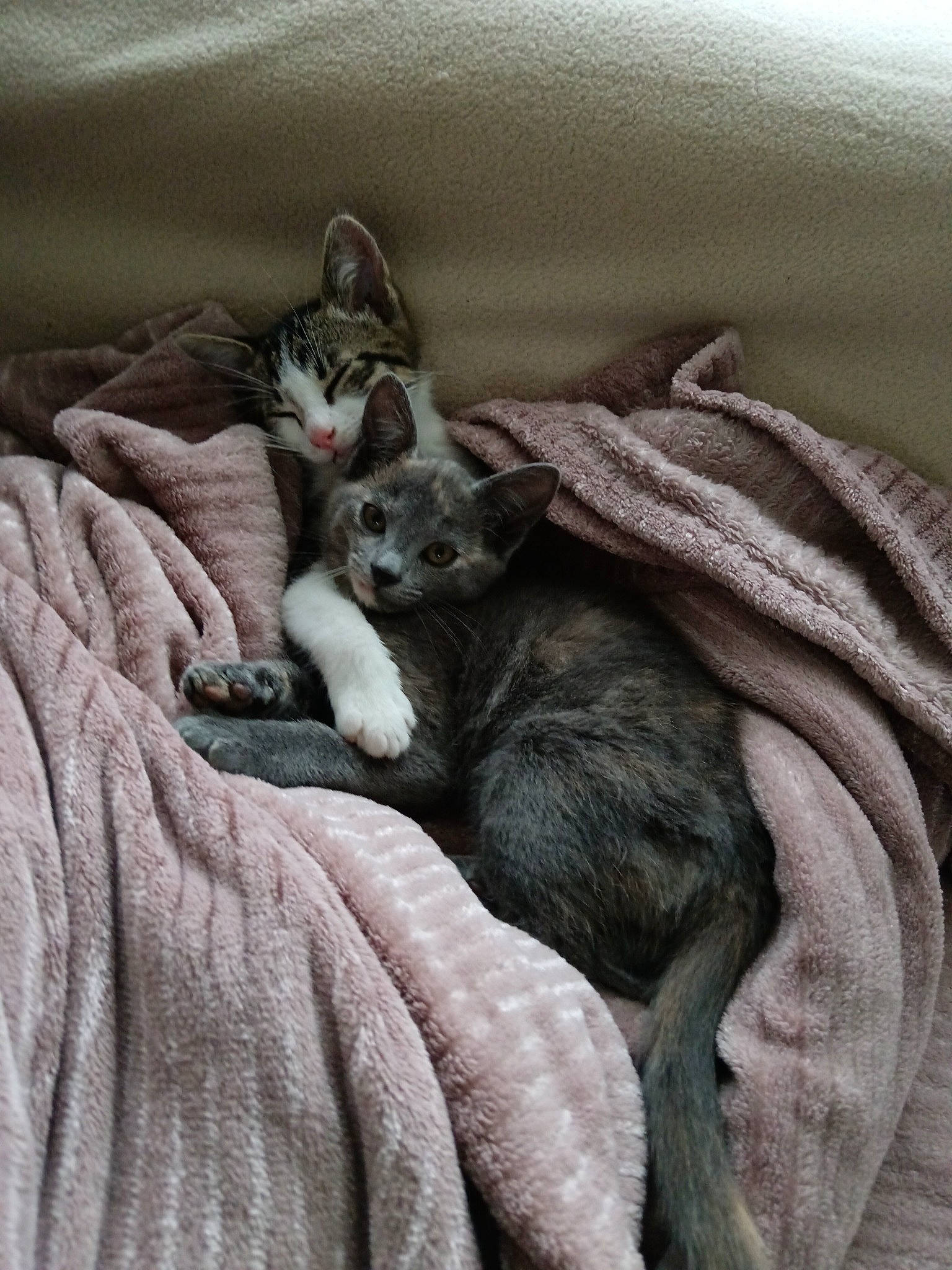 Nala participe au concours pour gagner de l'argent avec cette photo : bedding, black_cat, blanket, bombay, canidae, carnivore, cat, claw, comfort, domestic_short_haired_cat, felidae, fur, grey, linens, nap, paw, small_to_medium_sized_cats, tail, terrestrial_animal, whiskers