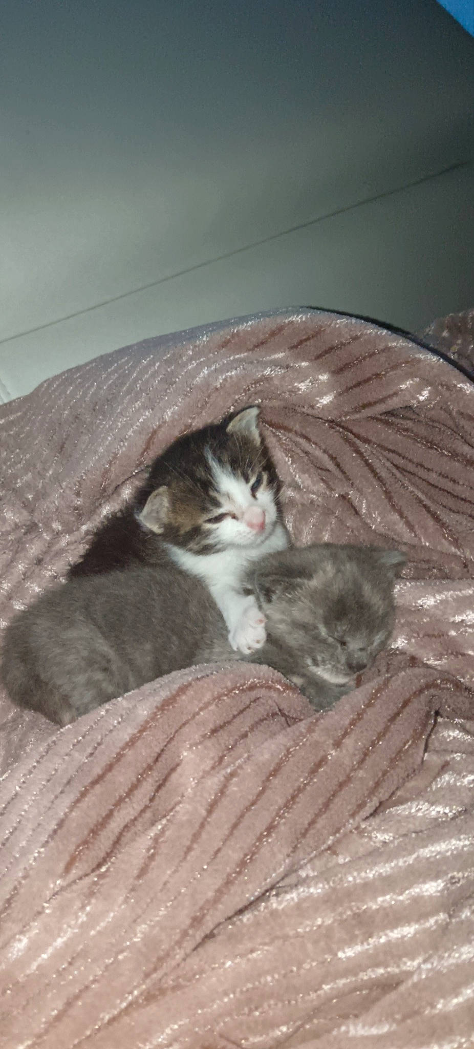 Nala participe au concours pour gagner de l'argent avec cette photo : brown, carnivore, cat, cat_supply, comfort, domestic_short_haired_cat, fawn, felidae, fur, grey, hardwood, nap, paw, sleep, small_to_medium_sized_cats, tail, whiskers, wood