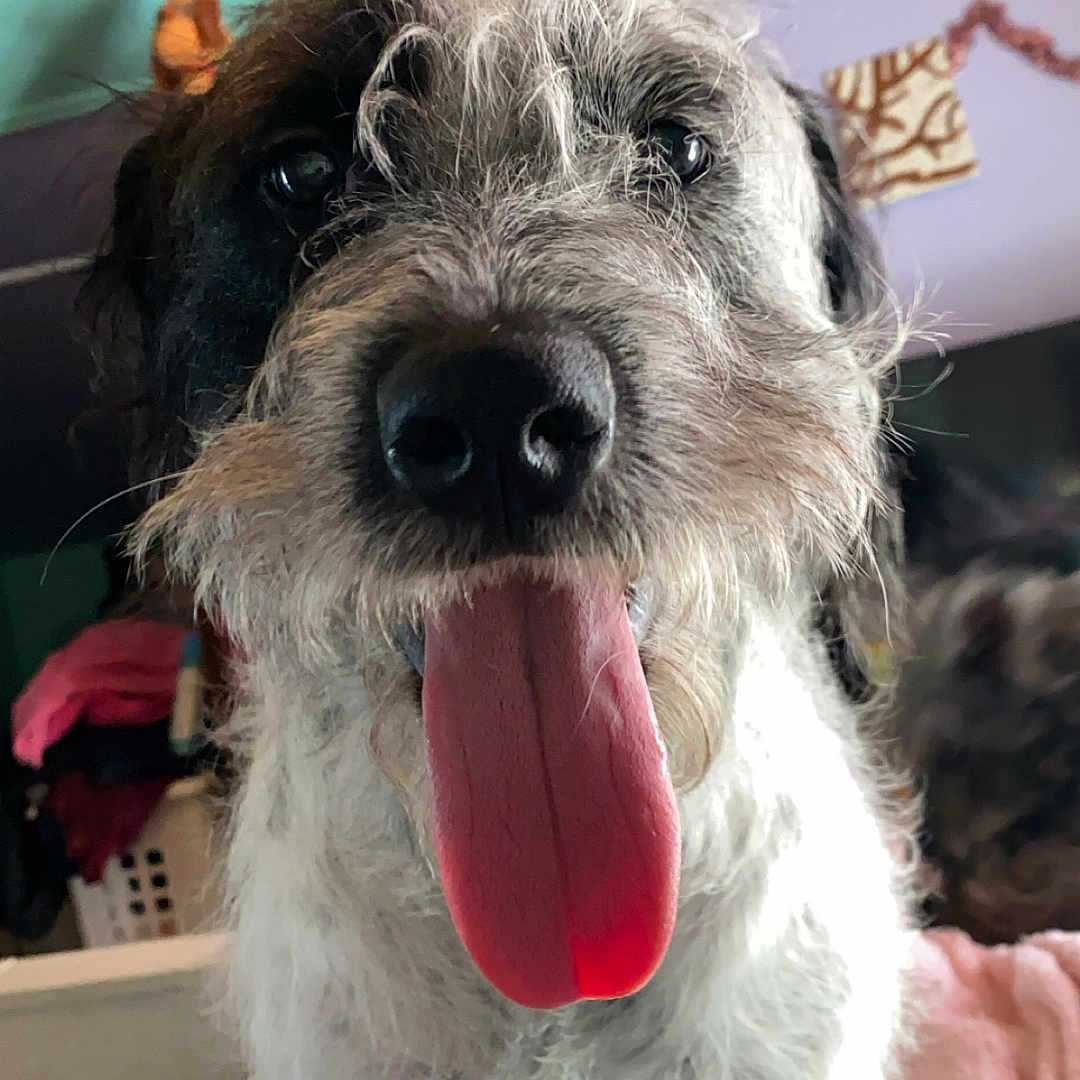 Lucy joined the competition — help win amazing prizes! animal, architecture, bodypart, canine, couch, dog, face, furniture, head, indoors, mouth, person, pet, photography, poodle, portrait, puppy, terrier, tongue, whitedog