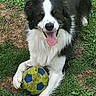 animal, black_and_white, border_collie, canine, dog, field, fur, grass, green, happy, nature, outdoor, paw, pet, playful, resting, soccer_ball, summer, tongue_out, toy