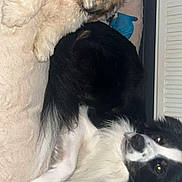 Simba Et Milo participe au concours pour gagner de l'argent avec cette photo : animal, canine, cat, computerhardware, couch, cushion, dog, electronics, face, furniture, hardware, head, homedecor, indoors, monitor, person, pet, photography, puppy, screen