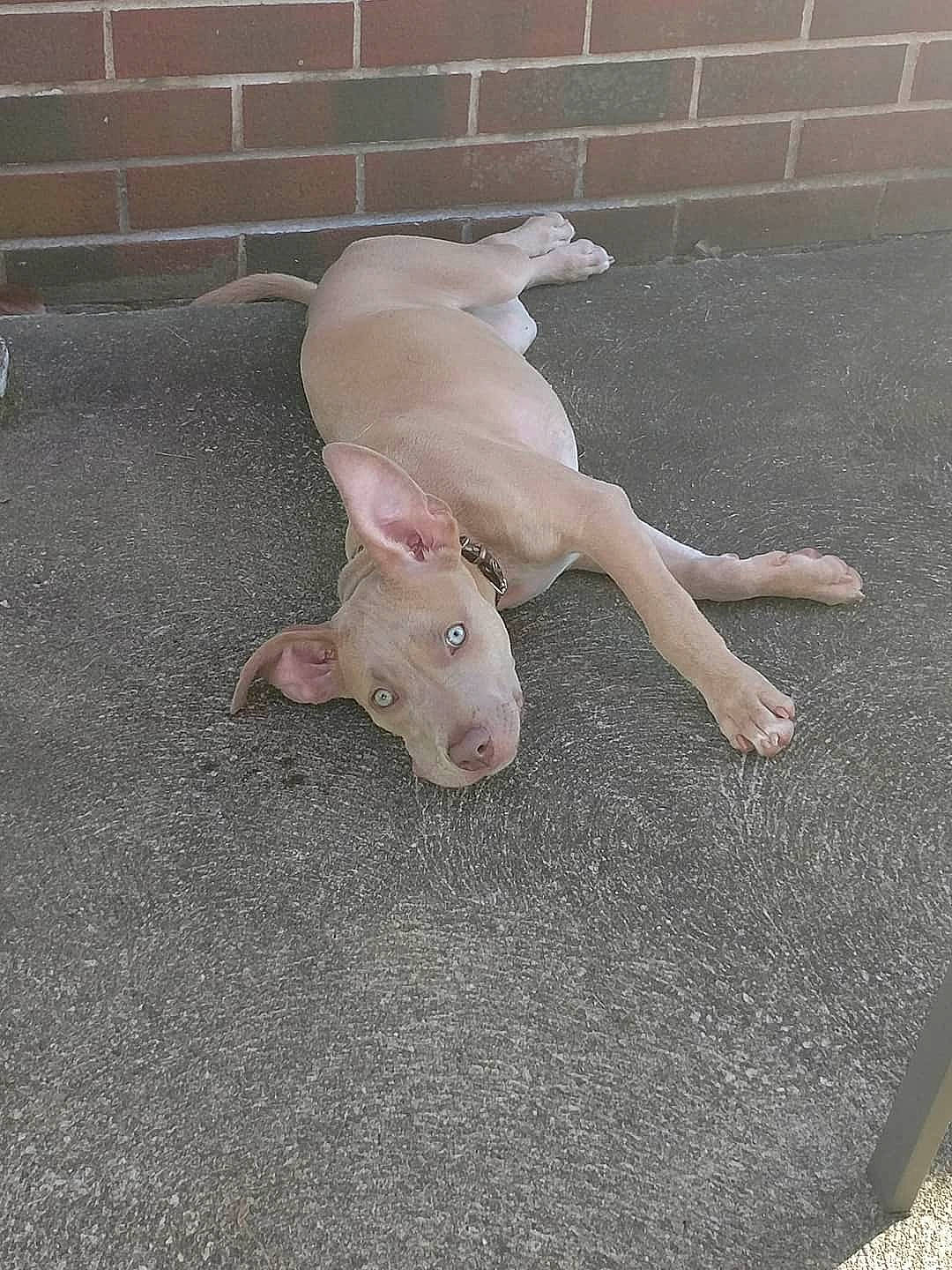 Chloe is registered to the contest to win money with this photo: art, asphalt, brick, brickwork, carnivore, companion_dog, dog_breed, domestic_pig, fawn, flooring, foot, human_body, human_leg, road_surface, snout, sporting_group, suidae, tail, toy, working_animal