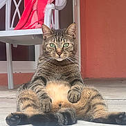 Buzzy is registered to the contest to win money with this photo: belly, cat, chair, concrete_floor, feline, front_paws, fur, green_eyes, looking_at_camera, outdoor, paws, pet, porch, relaxed, sitting, spread_legs, sunlit, tabby_cat, towel, whiskers