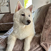 Vanille a rejoint le concours — aidez-le/la à gagner de superbes lots ! animal, blanket, blue_eye, brown_eye, canine, couch, cozy, dog, fur, heterochromia, home, husky, indoor, living_room, pet, portrait, relaxed, resting, white_dog, window