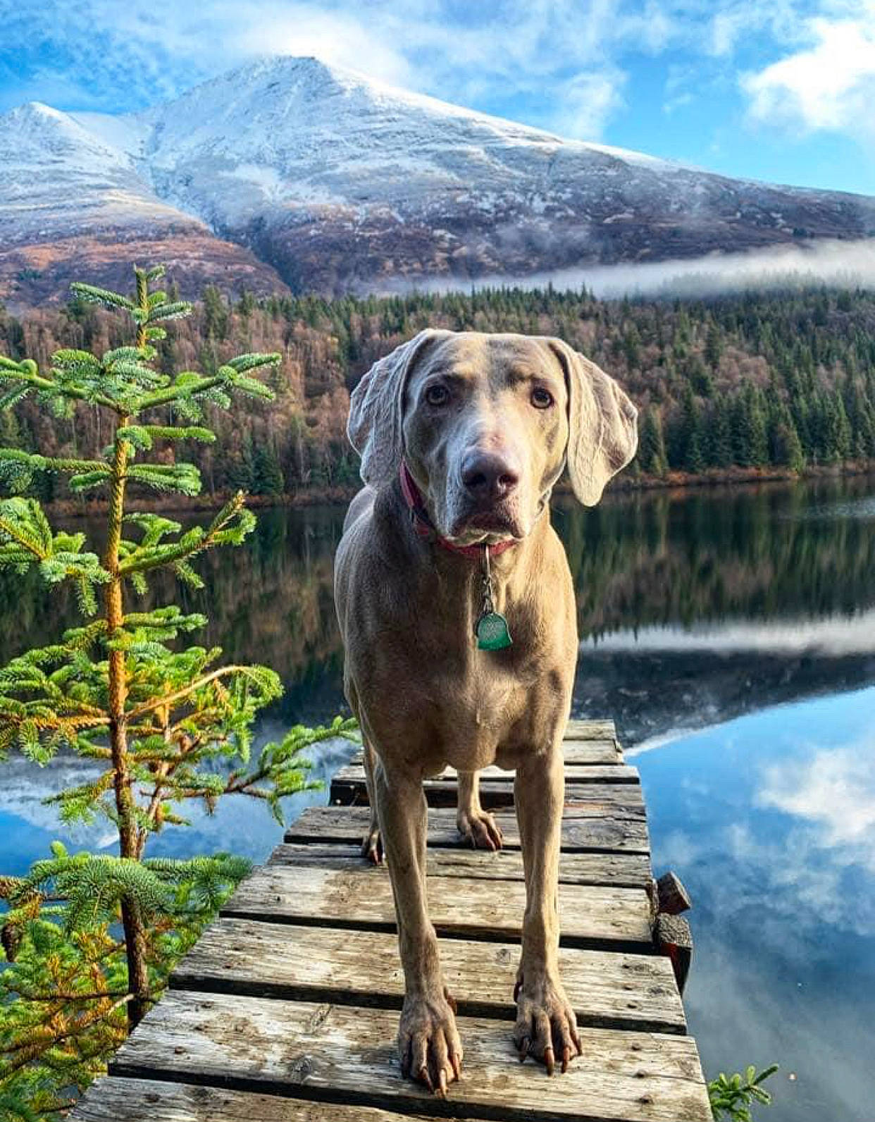 Gracie joined the competition — help win amazing prizes! carnivore, cloud, dog, dog_breed, dog_collar, fawn, grass, gun_dog, lake, landscape, mountain, mountain_range, mountainous_landforms, natural_landscape, plant, sky, sporting_group, tree, water, working_animal