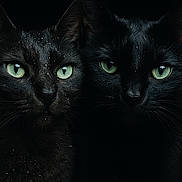 Kitty Et Titoune participe au concours pour gagner de l'argent avec cette photo : cat, black_cat, animal, pet, feline, green_eyes, closeup, portrait, dark_background, whiskers, fur, two_cats, mystical, night, intense_gaze, cute, domestic_animal, face, ears, wildlife