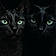 Kitty Et Titoune