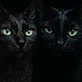 cat, black_cat, animal, pet, feline, green_eyes, closeup, portrait, dark_background, whiskers, fur, two_cats, mystical, night, intense_gaze, cute, domestic_animal, face, ears, wildlife
