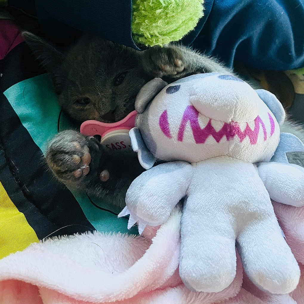 Bean joined the competition — help win amazing prizes! animal, blanket, canine, cat, clothing, dog, face, glove, head, kitten, monkey, person, pet, photography, pig, plush, puppy, sleeping, teddybear, toy