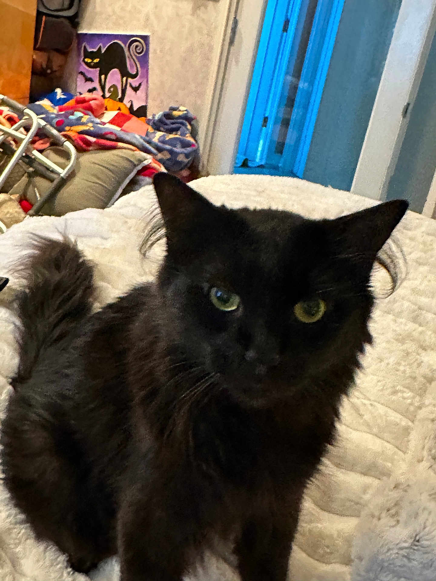 Chance is registered to the contest to win money with this photo: black_cat, cat, green_eyes, fluffy_fur, blanket, bed, indoor, painting, colorful_blankets, cozy, curious, furniture, room, wall, door, decor, pets, animal, whiskers, tail