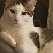 Charlie is registered to the contest to win money with this photo: cat, feline, pet, animal, white_fur, tabby, relaxed, lying_down, close_up, indoor, cute, whiskers, ears, face, resting, mammal, domestic, fur_pattern, calm, soft