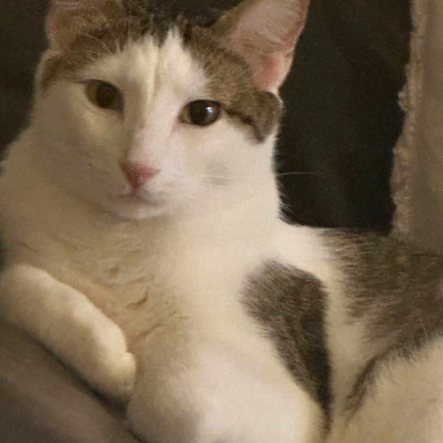 Charlie is registered to the contest to win money with this photo: animal, calm, cat, close_up, cute, domestic, ears, face, feline, fur_pattern, indoor, lying_down, mammal, pet, relaxed, resting, soft, tabby, whiskers, white_fur