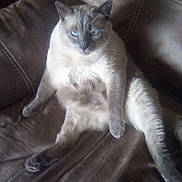 Orry joined the competition — help win amazing prizes! animal, blue_eyes, brown_couch, cat, comfy, cozy, cute, domestic, feline, fluffy, fur, home, indoor, lazy, lounge, pet, portrait, relaxed, sitting, whiskers