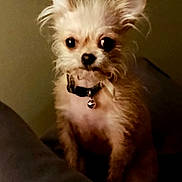 Stormystar joined the competition — help win amazing prizes! animal, bell, brown_fur, collar, companionship, curious, cute, dim_lighting, dog, ears, eyes, face, fur, furry, indoor, pet, portrait, sitting, small_dog, whiskers