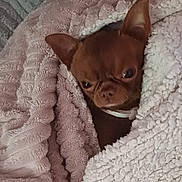 Tchi-Tchi a rejoint le concours — aidez-le/la à gagner de superbes lots ! dog, brown_dog, small_dog, blanket, cozy, wrapped_up, indoor, pet, fur, ears, cute, snug, texture, soft, warm, resting, comfort, close_up, animal, sleepy