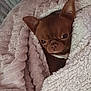 dog, brown_dog, small_dog, blanket, cozy, wrapped_up, indoor, pet, fur, ears, cute, snug, texture, soft, warm, resting, comfort, close_up, animal, sleepy