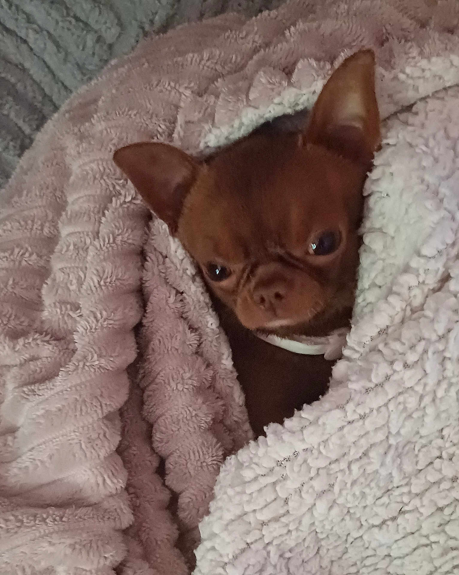 Tchi-Tchi a rejoint le concours — aidez-le/la à gagner de superbes lots ! dog, brown_dog, small_dog, blanket, cozy, wrapped_up, indoor, pet, fur, ears, cute, snug, texture, soft, warm, resting, comfort, close_up, animal, sleepy
