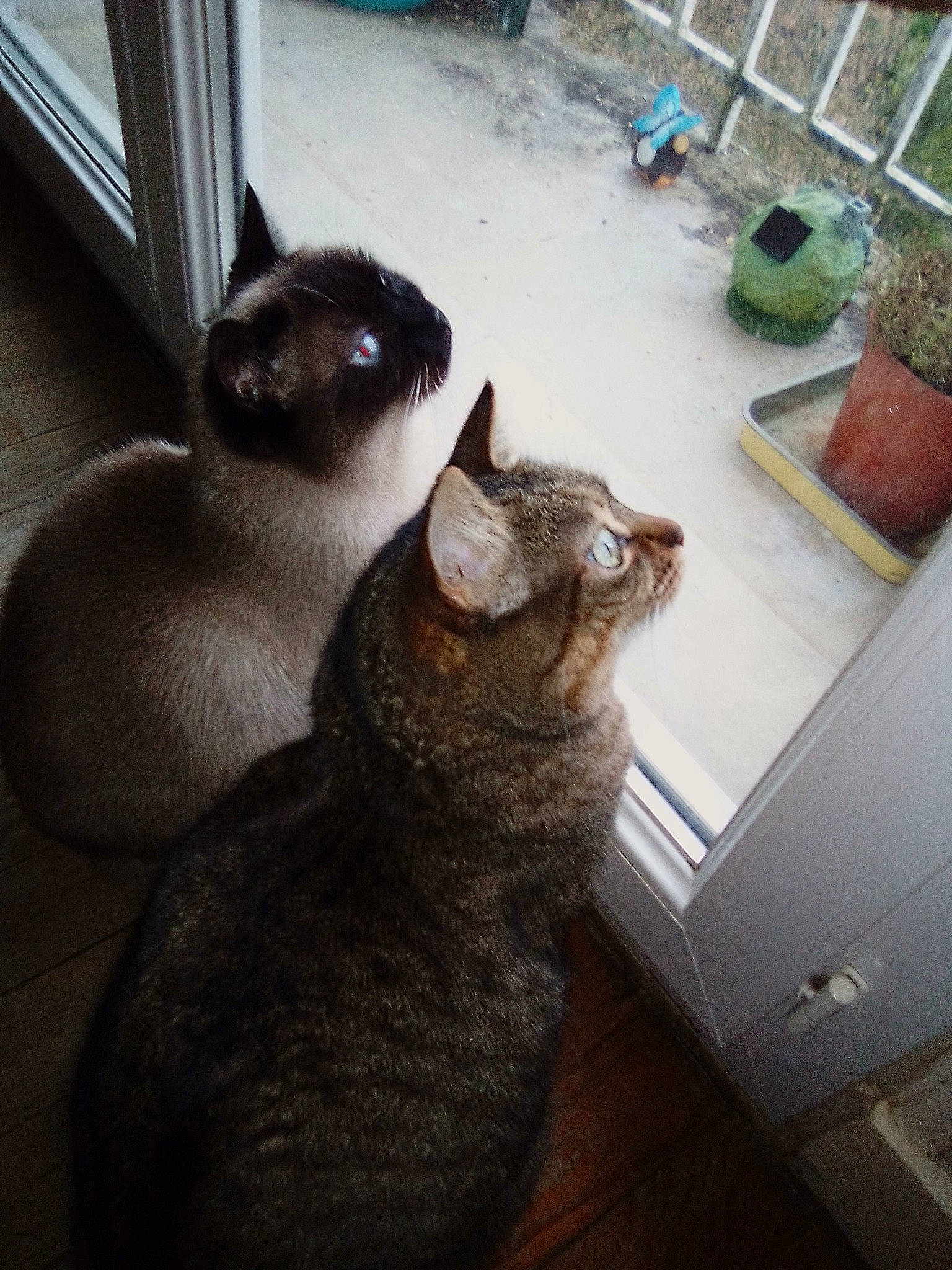 Chipies Et Crapul a rejoint le concours — aidez-le/la à gagner de superbes lots ! balinese, carnivore, cat, comfort, domestic_short_haired_cat, felidae, flooring, flowerpot, fur, grey, houseplant, plant, siamese, small_to_medium_sized_cats, snout, tail, thai, whiskers, window, wood