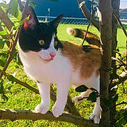 Ruth joined the competition — help win amazing prizes! cat, calico_cat, tree, branch, outdoor, grass, fence, sunlight, pet, animal, nature, curious, tongue_out, greenery, daylight, mammal, whiskers, paw, ears, tail