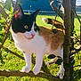 cat, calico_cat, tree, branch, outdoor, grass, fence, sunlight, pet, animal, nature, curious, tongue_out, greenery, daylight, mammal, whiskers, paw, ears, tail