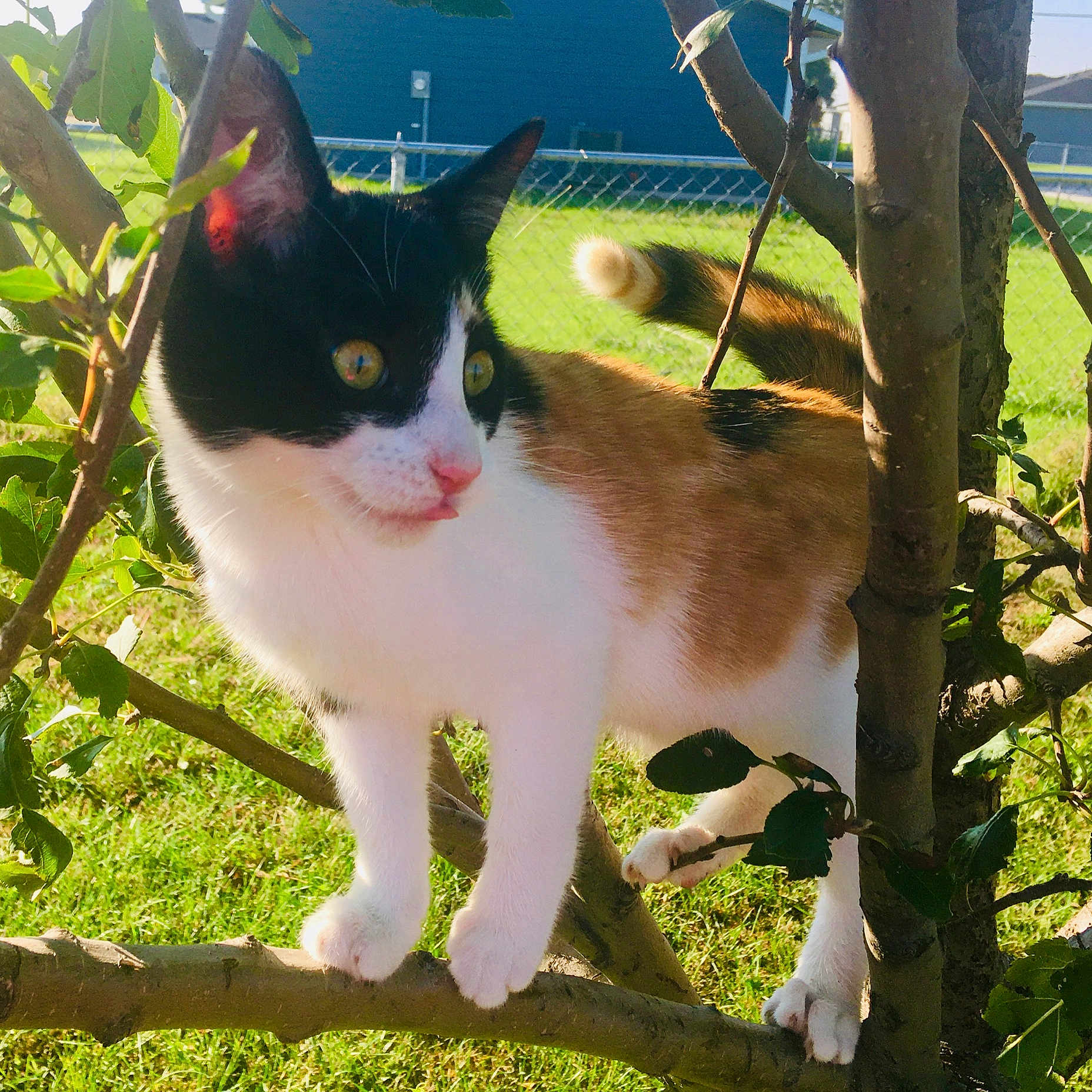 Ruth joined the competition — help win amazing prizes! animal, branch, calico_cat, cat, curious, daylight, ears, fence, grass, greenery, mammal, nature, outdoor, paw, pet, sunlight, tail, tongue_out, tree, whiskers