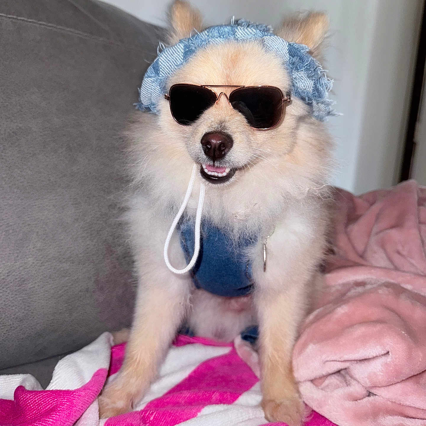 Sunny Conn joined the competition — help win amazing prizes! accessory, animal, blanket, couch, cozy, cute, denim_headband, dog, domestic_animal, fashion, fluffy, fur, happy, indoor, pet, pomeranian, portrait, small_dog, smiling, sunglasses