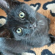 Gustave participe au concours pour gagner de l'argent avec cette photo : cat, kitten, black_cat, eyes, fur, pet, animal, cute, whiskers, blanket, heart_pattern, cozy, indoor, close_up, portrait, feline, curious, small, young, soft