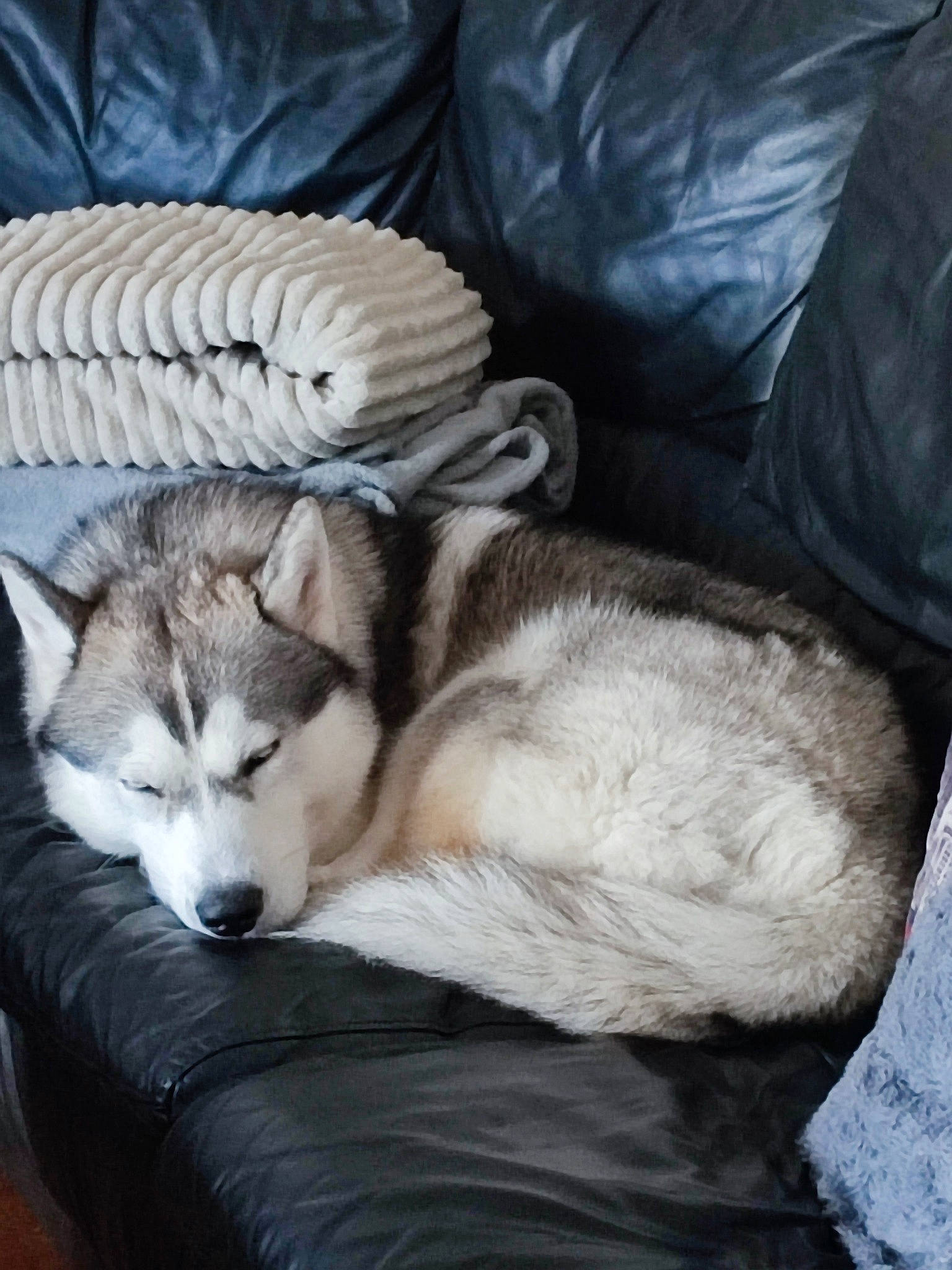 Tupac participe au concours pour gagner de l'argent avec cette photo : canidae, canis, carnivore, comfort, companion_dog, couch, dog, dog_breed, fur, grey, linens, sled_dog, small_to_medium_sized_cats, snout, terrestrial_animal, whiskers, wildlife, wolf, wood, working_animal