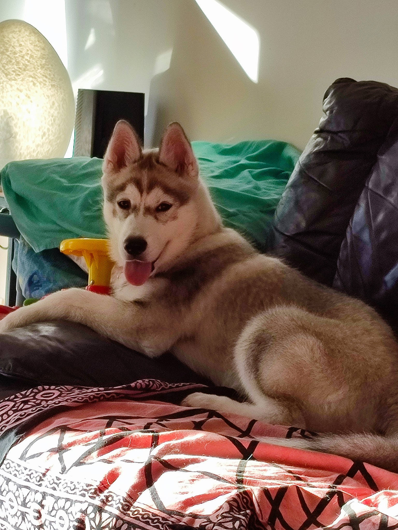 Tupac participe au concours pour gagner de l'argent avec cette photo : bedding, canidae, carnivore, comfort, companion_dog, couch, dog, dog_breed, fawn, felidae, flooring, fur, linens, paw, room, small_to_medium_sized_cats, snout, sporting_group, tail, whiskers