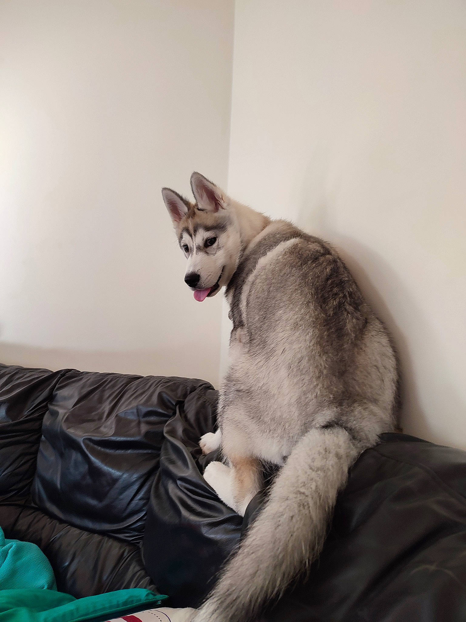 Tupac a rejoint le concours — aidez-le/la à gagner de superbes lots ! canidae, carnivore, cat, comfort, dog_breed, domestic_short_haired_cat, fang, felidae, fur, grey, jaw, nap, paw, sitting, small_to_medium_sized_cats, snout, tail, terrestrial_animal, whiskers, yawn