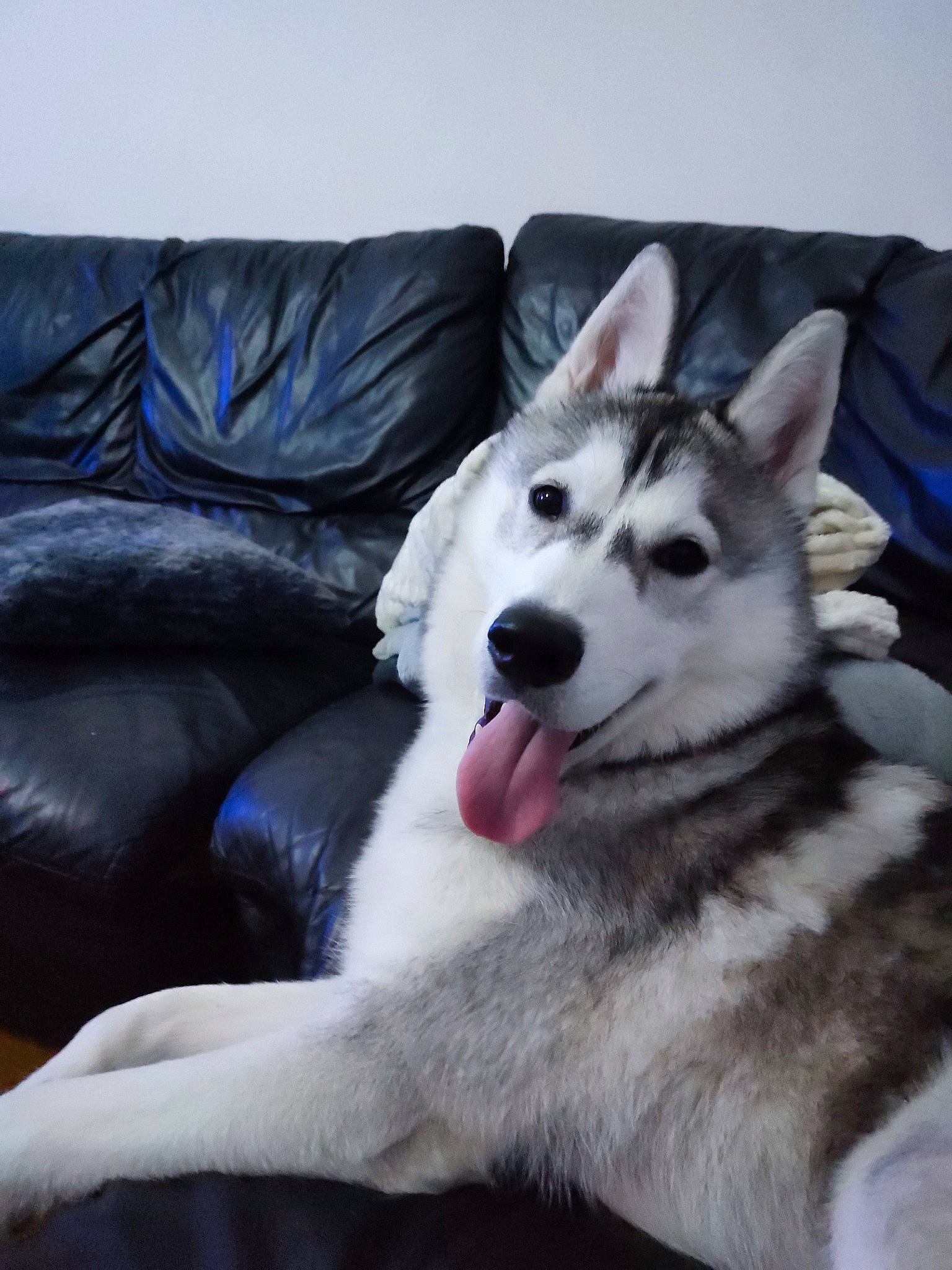 Tupac a rejoint le concours — aidez-le/la à gagner de superbes lots ! carnivore, comfort, companion_dog, couch, dog, dog_breed, foot, fur, grey, non_sporting_group, paw, sled_dog, snout, studio_couch, terrestrial_animal, whiskers, working_animal, working_dog